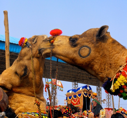 Camel Camaraderie in Pushkar, India, at the annual Camel Fair